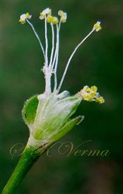  Inflorescence